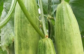 宁夏盆栽肥料视频：掌握养护窍门的秘诀