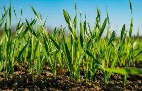 新疆养根生根肥是什么？