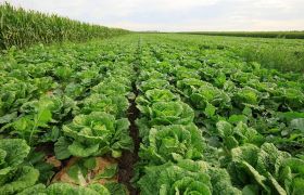 新疆<a href='https://www.sdsygh.com/'>肥料生产厂家</a>世源光合品牌：致力于绿色农业的发展