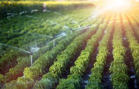 宁夏<a href='https://www.sdsygh.com/'>肥料生产厂家</a>世源光合品牌：致力于绿色农业的发展