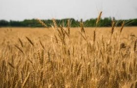浙江世源光合肥料：有效解决农作物重茬病问题