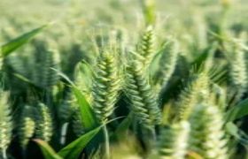 黑龙江<a href='https://www.sdsygh.com/'>肥料生产厂家</a>：助力农业生产的发展