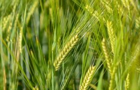 广西用世源光合肥料解决作物低产