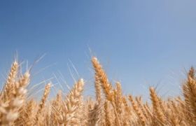 <a href='https://www.sdsygh.com/'>肥料生产厂家</a>批发价格：探讨市场现状及价格影响因素