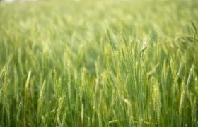 内蒙古<a href='https://www.sdsygh.com/'>有机膨果肥</a>批发价格：致力于提高农作物产量