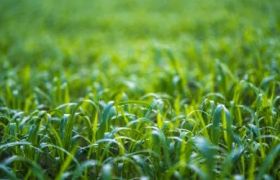 福建花肥解析 - 自然滋养花草的秘密