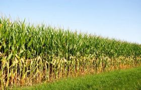 辽宁<a href='https://www.sdsygh.com/'>肥料生产厂家</a>：为您解答肥料生产过程中的难题