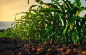 甘肃<a href='https://www.sdsygh.com/'>肥料生产厂家</a>：助力农业可持续发展