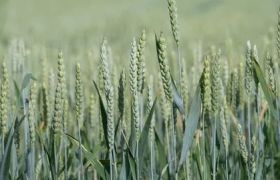 贵州养根生根肥：助力农业发展的*新趋势