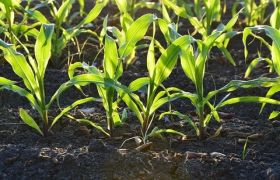 四川<a href='https://www.sdsygh.com/'>肥料生产厂家</a>：为您解答肥料生产过程中的难题