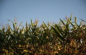 助力农业发展：海南<a href='https://www.sdsygh.com/'>肥料生产厂家</a>作用与创新