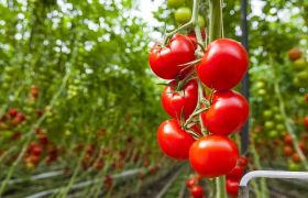 辽宁转色催红肥视频：植物养殖新技术引领农业创新发展