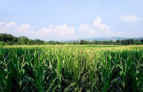 云南<a href='https://www.sdsygh.com/'>肥料生产厂家</a>：致力于绿色农业的发展