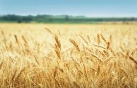福建<a href='https://www.sdsygh.com/'>肥料生产厂家</a>效果及市场分析