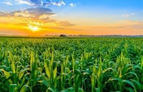 <a href='https://www.sdsygh.com/'>肥料生产厂家</a>科普：北京地区如何挑选适合的肥料？