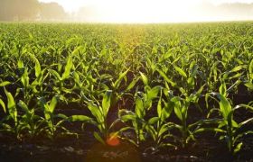 海南<a href='https://www.sdsygh.com/'>肥料生产厂家</a>科普：如何选择合适的肥料？