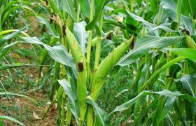 贵州转色催红肥视频：提升农业效益的新利器