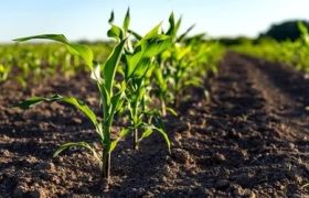 重庆养根生根肥视频：探究高效植物生长技巧