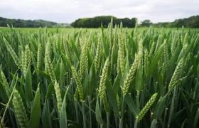 福建养根生根肥分类：探讨绿色农业的发展趋势
