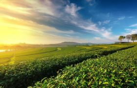 贵州用世源光合肥料解决作物低产