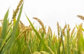 安徽盆栽肥料视频：提升养殖技巧的全新选择