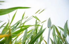 天津盆栽肥料的有效利用