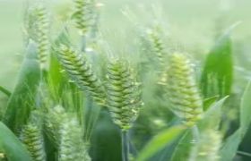 河北养根生根肥视频：探讨养根的重要性与肥沃土壤的营造