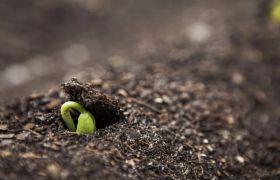浙江养根生根肥是什么？探寻与植物生长息息相关的神奇肥料