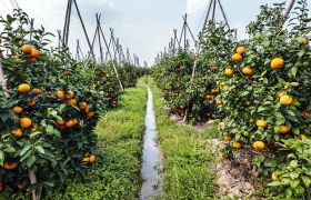海南世源光合肥料：助力农业重茬病根除