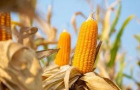 河南<a href='https://www.sdsygh.com/'>肥料生产厂家</a>科普：如何选择合适的肥料，提高作物产量