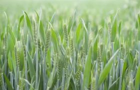 提高肥料利用率 海南<a href='https://www.sdsygh.com/'>肥料生产厂家</a>施用方法探究