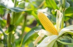贵州养根生根肥分类及应用研究