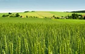 天津<a href='https://www.sdsygh.com/'>有机膨果肥</a>视频:麦收的关键期,如何使用<a href='https://www.sdsygh.com/'>有机膨果肥</a>提高产量?