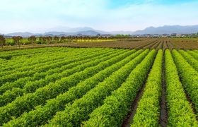 陕西盆栽肥料是什么