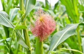 安徽<a href='https://www.sdsygh.com/'>有机肥料</a>知识大全：种植高产优质农作物的秘密