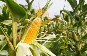安徽<a href='https://www.sdsygh.com/'>有机肥料</a>：<a href='https://www.sdsygh.com/'>有机肥料</a>与化肥的区别及其作用解析