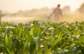 上海盆栽肥料视频解析