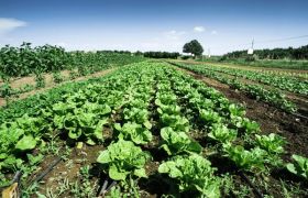 宁夏养根生根肥视频——探索绿色农业的新篇章