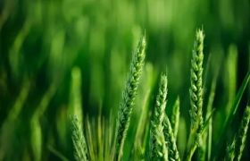 广西<a href='https://www.sdsygh.com/'>肥料生产厂家</a>科普：如何选择合适的肥料？