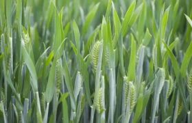 贵州<a href='https://www.sdsygh.com/'>肥料生产厂家</a>科普：如何选择合适的肥料？