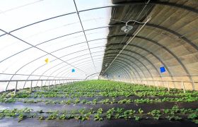 新疆<a href='https://www.sdsygh.com/'>肥料生产厂家</a>科普：如何选择合适的肥料