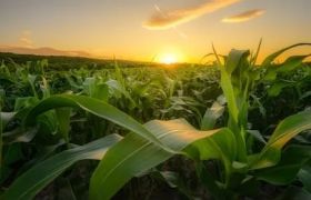 广东养根生根肥世源光合品牌：提升农业生产的可持续发展