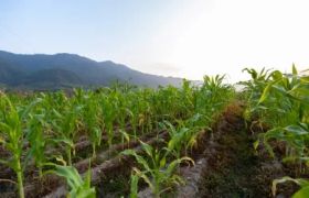黑龙江<a href='https://www.sdsygh.com/'>冲施肥</a>科普：提高农作物产量的新方法