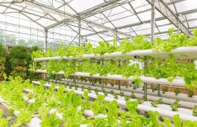 广东转色催红肥分类探索：发展绿色农业的一大步骤