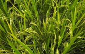 福建养根生根肥种类：探讨绿色植物生长所需营养物质及其应用