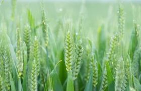 新疆<a href='https://www.sdsygh.com/'>肥料生产厂家</a>：助力绿色农业发展