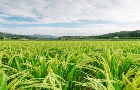 <a href='https://www.sdsygh.com/'>肥料生产厂家</a>批发价格:高质量肥料的价格