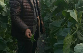 新疆花肥施用方法
