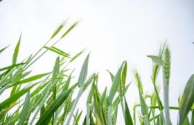 吉林<a href='https://www.sdsygh.com/'>鱼蛋白肥</a>批发价格查询及实时报价