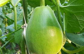 张掖<a href='https://www.sdsygh.com/'>冲施肥</a>种类及应用探讨